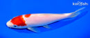 7.25" KOHAKU