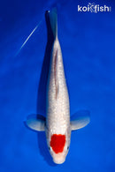 13.75" GINRIN TANCHO KOHAKU