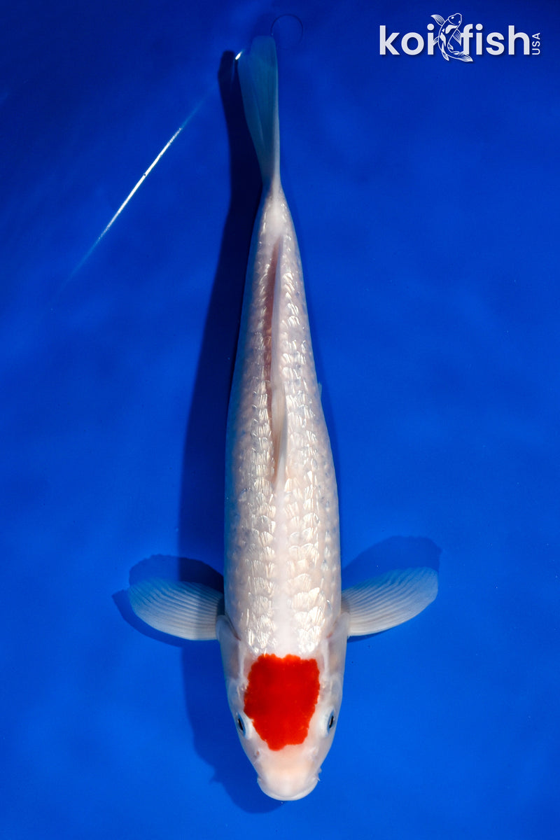 13.75" GINRIN TANCHO KOHAKU