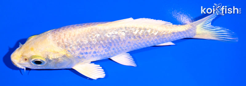 4.75" GINRIN YAMABUKI OGON