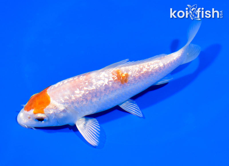 5.5" GINRIN HARIWAKE