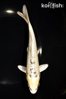 7.75" KUJAKU