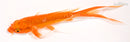 6.75" DOITSU ORENJI OGON BUTTERFLY