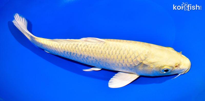 11" YAMABUKI OGON
