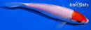 6.75" KOHAKU
