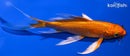 5.25" ORENJI OGON BUTTERFLY