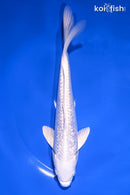7.25" GINRIN PLATINUM OGON