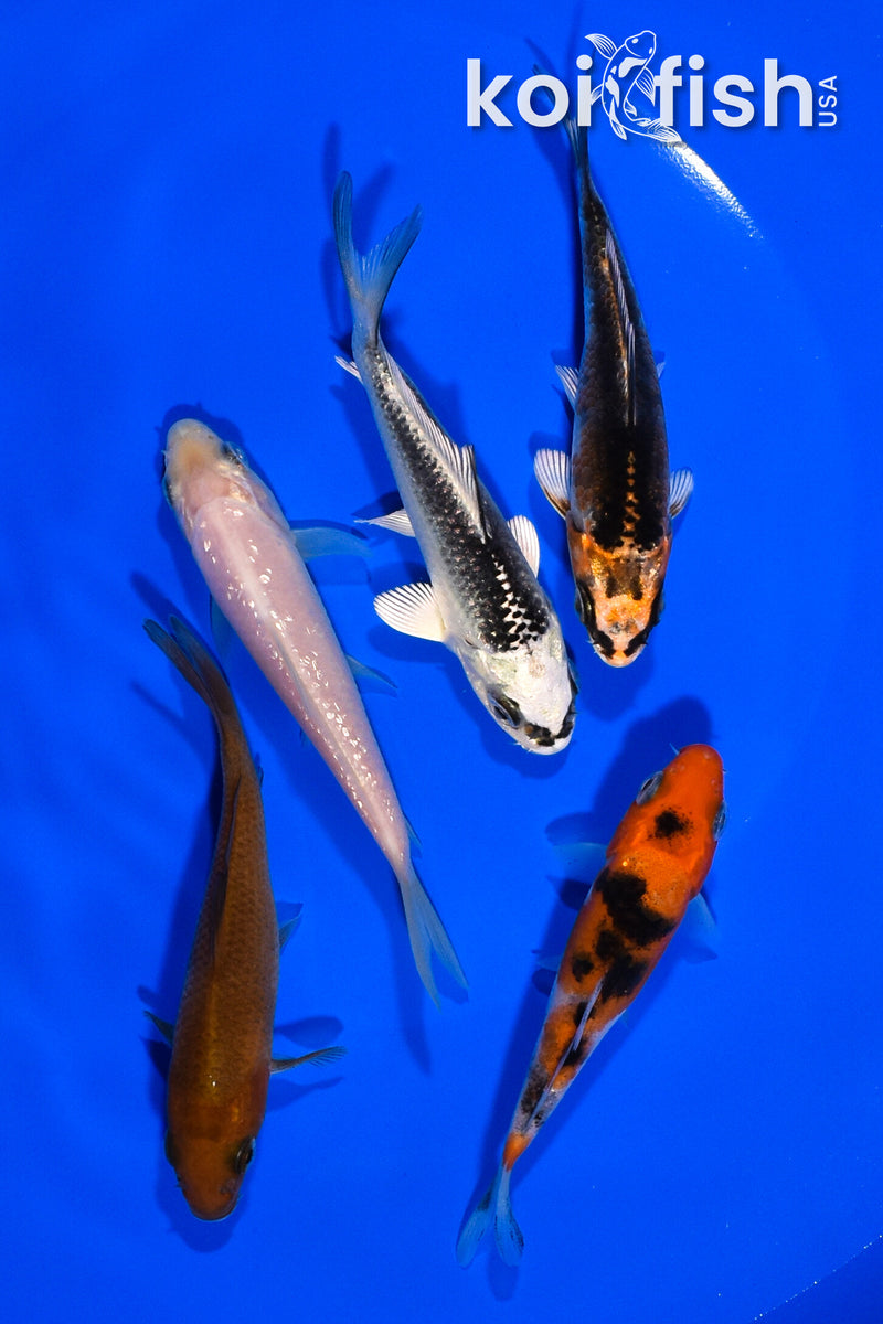 PACK OF (5) 3.5"- 4" STANDARD KOI