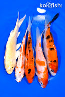 PACK OF (5) 5.75-6.25" STANDARD KOI