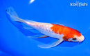 8" GINRIN KOHAKU BUTTERFLY