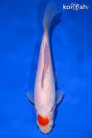 7" TANCHO SARASA COMET GOLDFISH