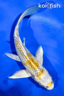 5.5" KUJAKU BUTTERFLY