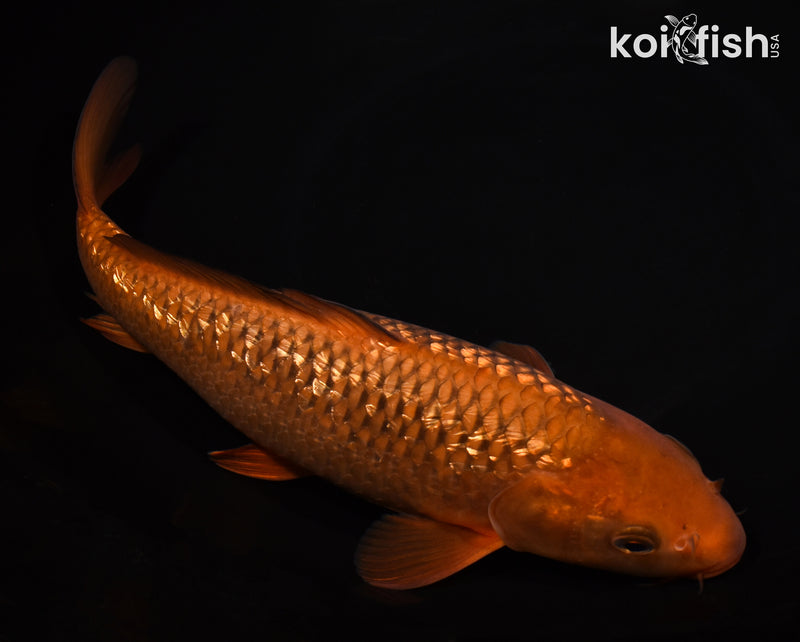 10.75" GINRIN CHAGOI