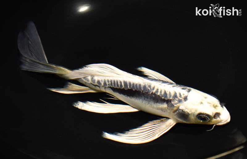 9" GINRIN ARAGOKE KIKOKURYU BUTTERFLY