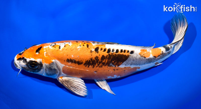 11.25" BENI KIKOKURYU