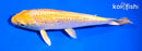 5.5" GINRIN YAMABUKI OGON