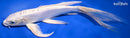 10.25" DOITSU PLATINUM OGON BUTTERFLY