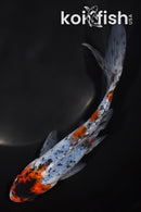 7" SHUBUNKIIN GOLDFISH