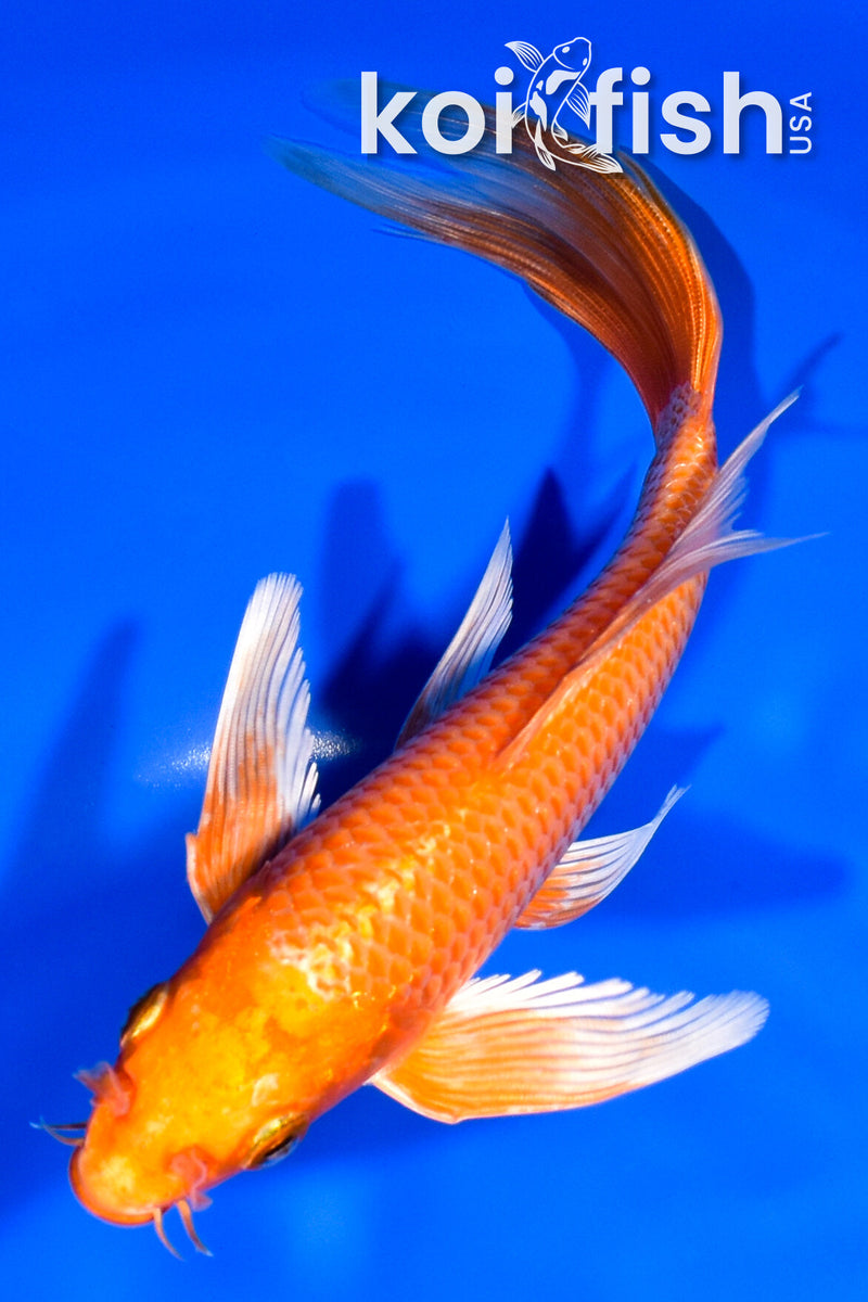 7" ORENJI OGON BUTTERFLY