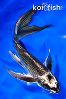 8.5" GINGA BUTTERFLY