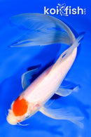 10" TANCHO KOHAKU BUTTERFLY