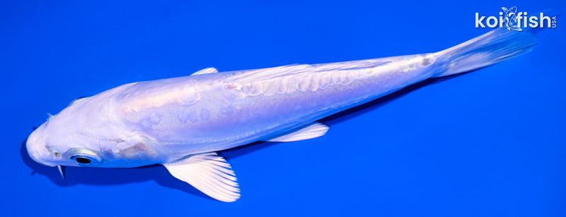 5.5" DOITSU PLATINUM OGON