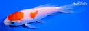 5" KOHAKU BUTTERFLY