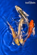 PACK OF (5) 3.75-4.75" BUTTERFLY KOI