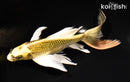8.5" KI MATSUBA BUTTERFLY