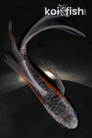 5.5" HI SHUSUI BUTTERFLY