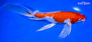 9" HARIWAKE BUTTERFLY
