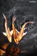 PACK OF (3) 4.5-5" BUTTERFLY KOI