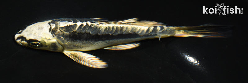 6" KIKOKURYU BUTTERFLY