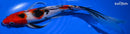 9.75" SANKE BUTTERFLY