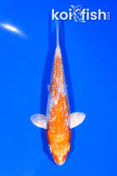 5.25" GINRIN HARIWAKE