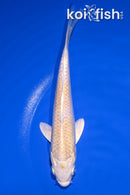 6.5" HARIWAKE