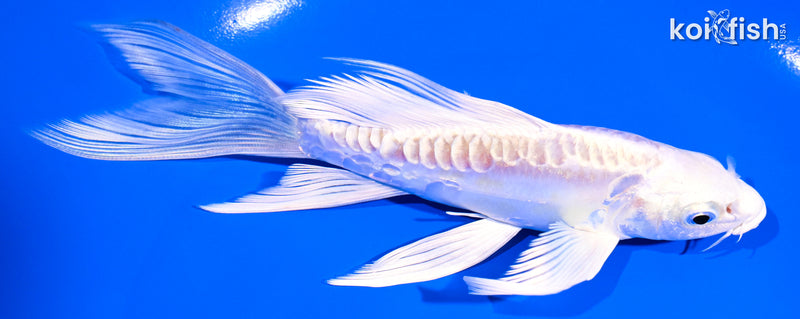 5.75" ARAGOKE LEMON HARIWAKE BUTTERFLY