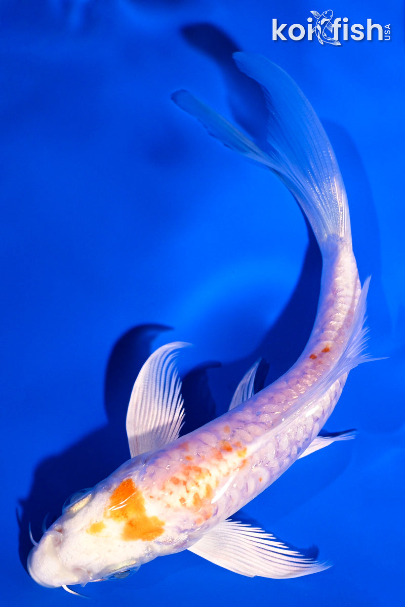 5.75" HARIWAKE BUTTERFLY