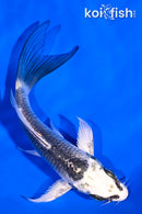 4.75" GINGA BUTTERFLY