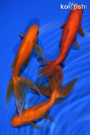 PACK OF (3) 5-6" WAKIN GOLDFISH