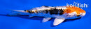4" ARAGOKE HEISEI NISHIKI