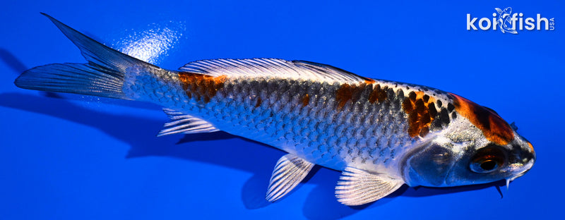 4.5" BENI GINGA