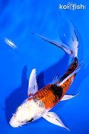 5.5" YAMATO NISHIKI BUTTERFLY