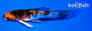 5" YAMATO NISHIKI BUTTERFLY