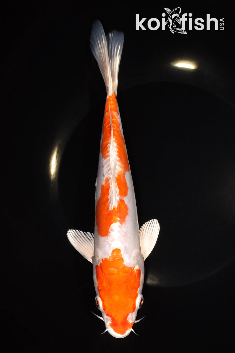 8.75" KIKUSUI