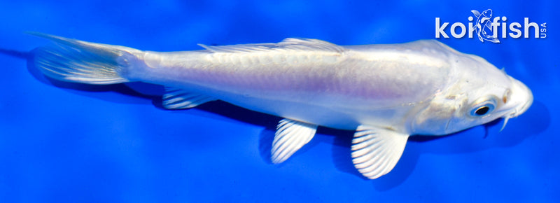 5" DOITSU PLATINUM OGON