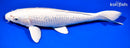 14.5" GINRIN PLATINUM OGON