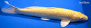 15" GINRIN YAMABUKI OGON