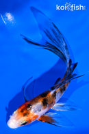 4.5" SANKE BUTTERFLY