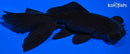 5" TELESCOPE FANTAIL GOLDFISH